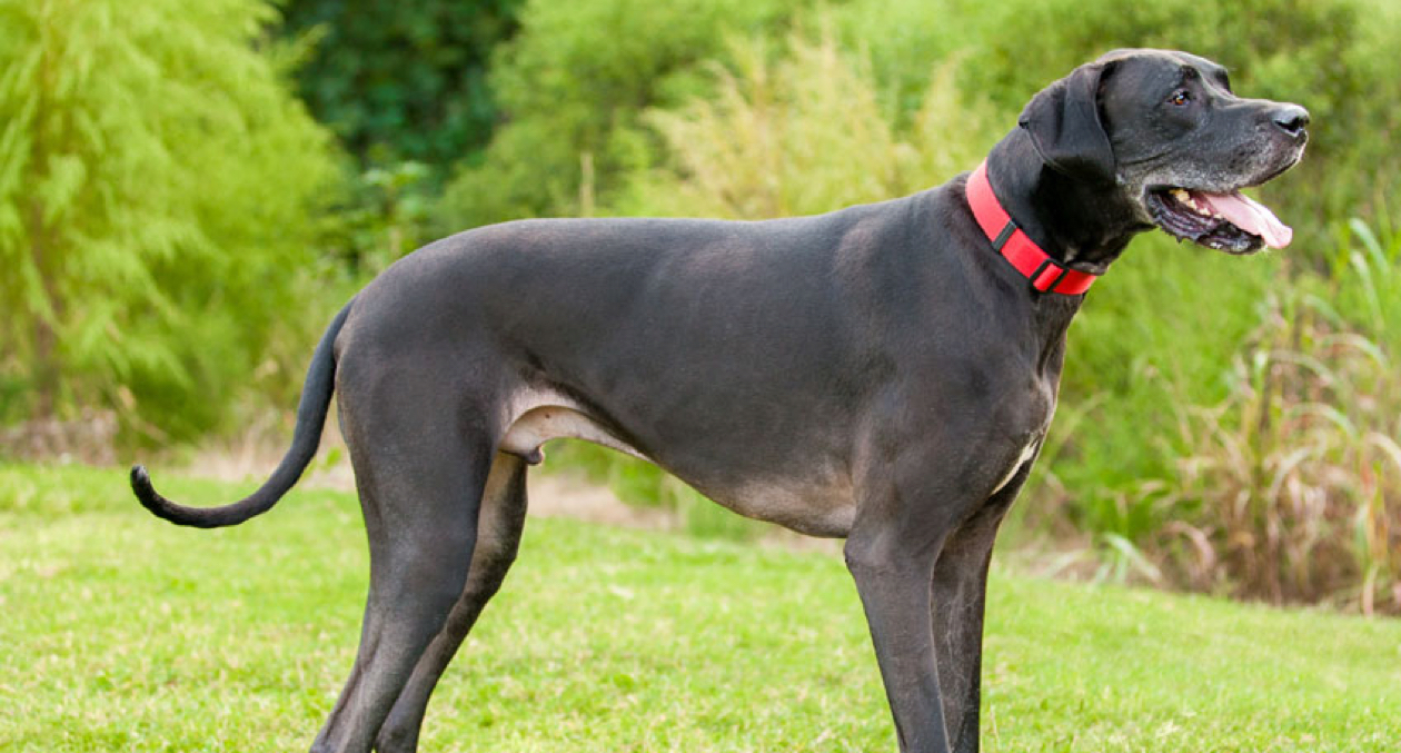 Great Dane Insurance Facts, Info & Advice Tesco Bank